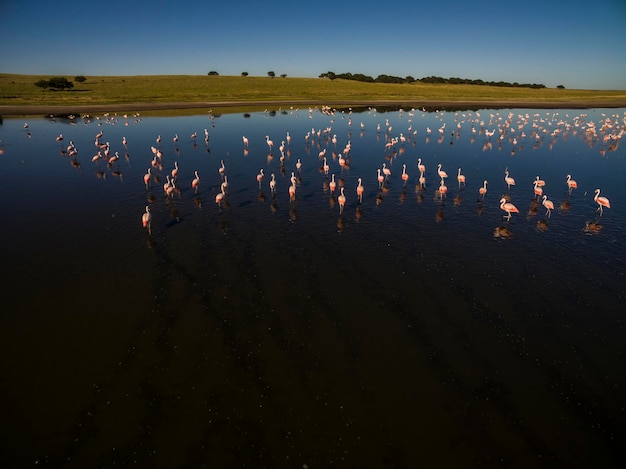 I fenicotteri si radunano nella Pampas Saline Vista aerea La Pampa Provincia Patagonia Argentina