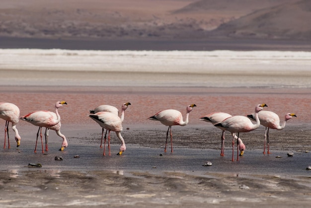 I fenicotteri sulla riva del lago