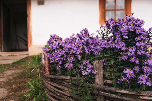 I fiori autunnali crescono dietro un recinto di vimini vicino a una vecchia casa rurale in legno bianco