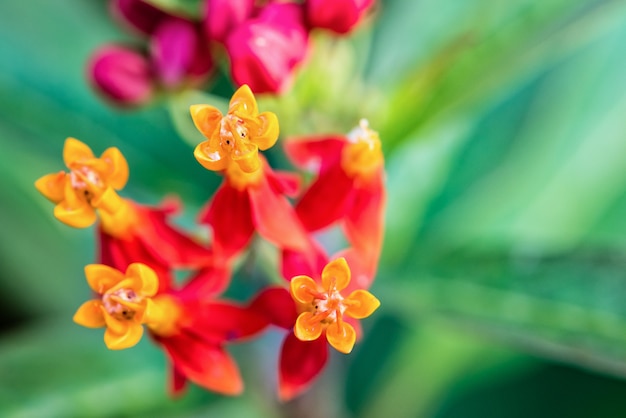 I fiori belli ed esotici del primo piano sono petali rossi di polline giallo di Asclepias Curassavica nomi comuni Scarlet Milkweed, Blood Flower, Mexican Butterfly Weed e Wild Ipecacuanha