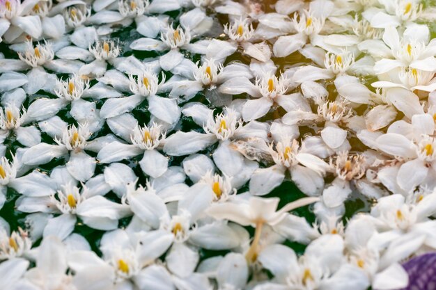 I fiori bianchi cadono nell&#39;acqua.