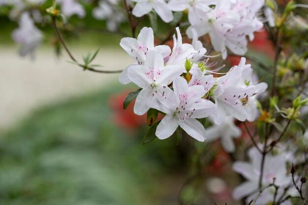 I fiori bianchi dell'azalea si chiudono in su nel fuoco selettivo del fondo del fiore di primavera del giardino