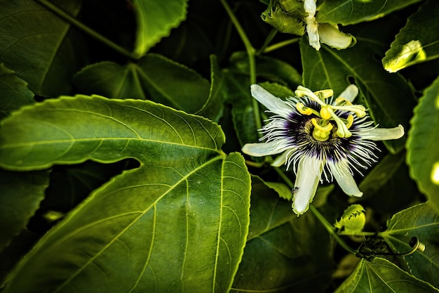 I fiori bianchi della clematide si chiudono su