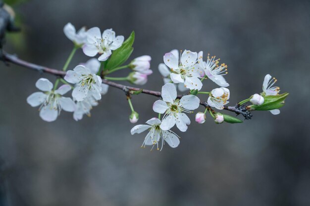 I fiori bianchi delle prugne sui rami dell'albero di prugne nel frutteto sono in fiore