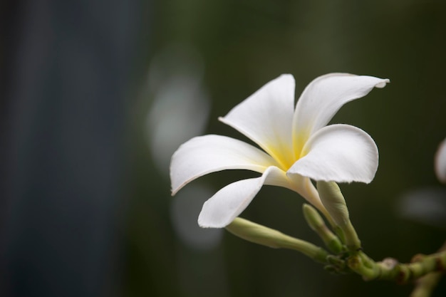 I fiori bianchi di Plumeria stanno sbocciando sull'albero