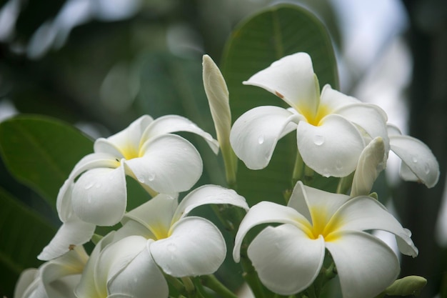 I fiori bianchi di Plumeria stanno sbocciando sull'albero