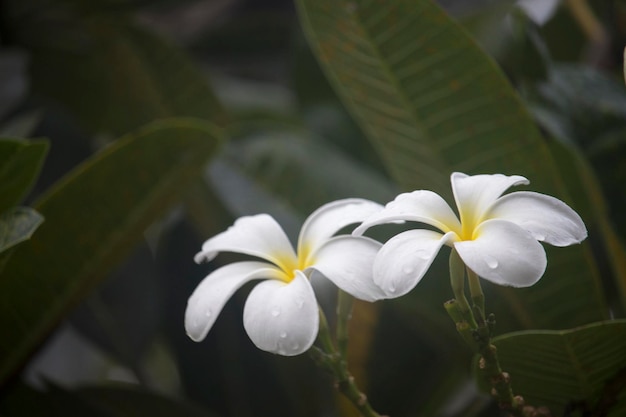 I fiori bianchi di Plumeria stanno sbocciando sull'albero