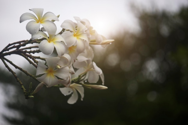 I fiori bianchi di Plumeria stanno sbocciando sull'albero