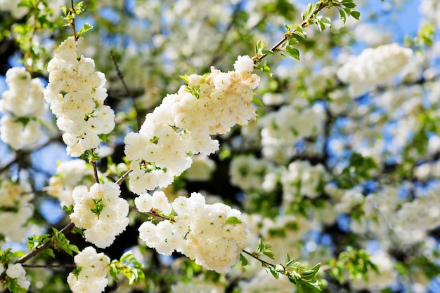 I fiori bianchi di sakura sbocciano un giorno soleggiato della primavera