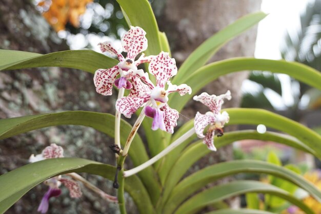 I fiori bianchi, rossi e viola dell'orchidea tricolore Vanda