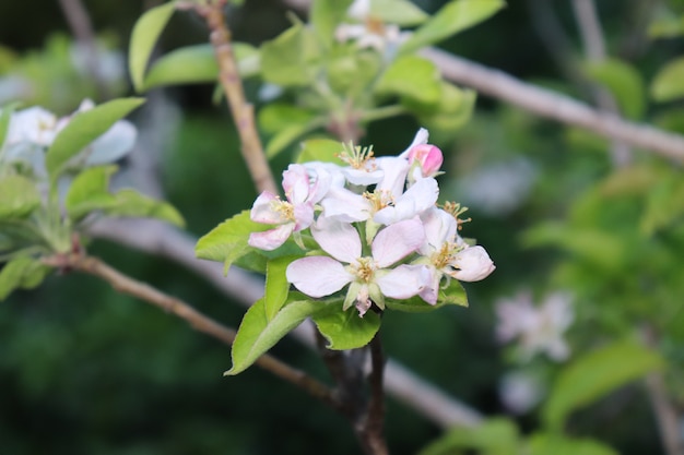 I fiori bianchi si chiudono sullo sfondo delle foglie