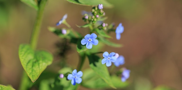 I fiori blu di Brunnera simili ai fiori del nontiscordardime