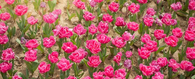 I fiori colorati dei tulipani sbocciano nel giardino primaverile