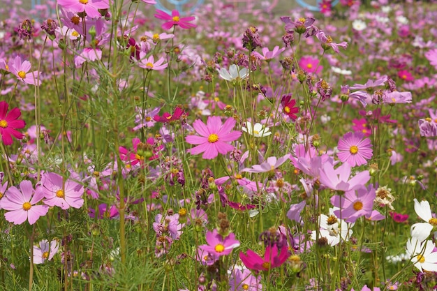 I fiori colorati dell'universo sbocciano nella splendida luce del sole