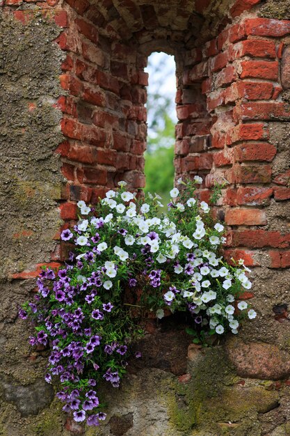 i fiori crescono sul davanzale di una vecchia casa di mattoni