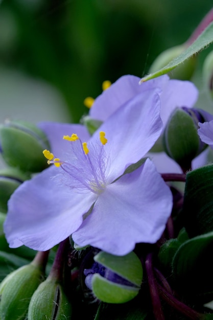 I fiori decorativi estivi sbocciano