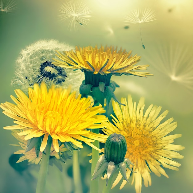 I fiori dei denti di leone primaverili si chiudono a schermo intero