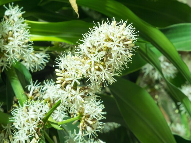 I fiori del Capo di Buona Speranza Dracaena fioriscono solo di notte per una volta ogni molti anni