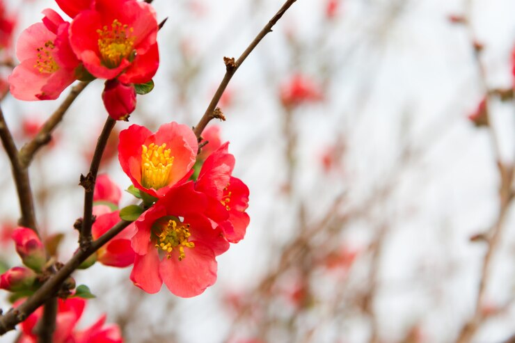 Foto i fiori del giardino della mela cotogna fiorivano in primavera