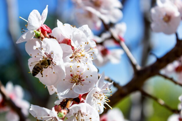 I fiori del mandorlo si chiudono su