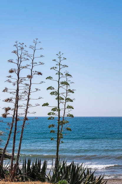 I fiori dell'agave caraibica di Sisal sono bianchi e verdi Nome scientifico Agave angustifolia