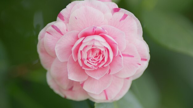 I fiori dell'alba di aprile arrossiscono Camellia japonica arbusto rosa sempreverde con bellissimi bianchi e gialli