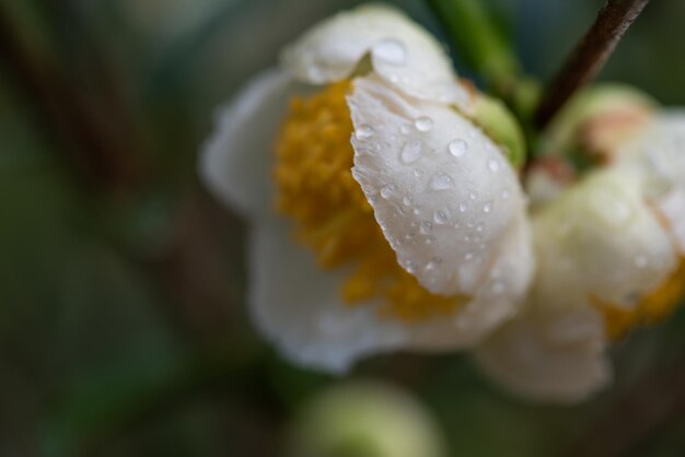 I fiori dell'albero del tè nella pioggia i petali con le gocce di pioggia