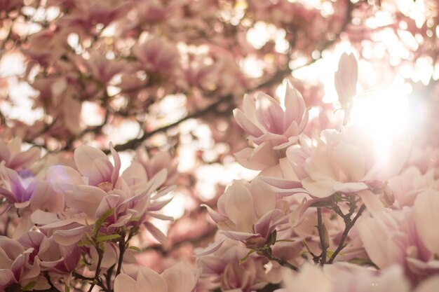 I fiori dell'albero di magnolia sbocciano in primavera