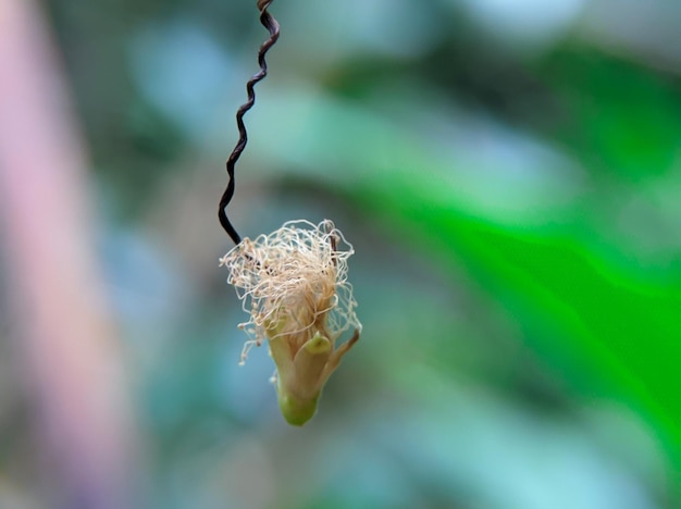 I fiori dell'albero di Sengon cadono e pendono