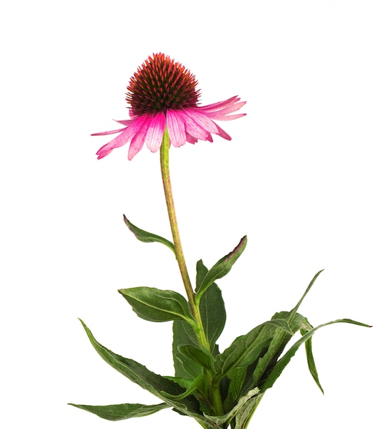 I fiori dell'echinacea si chiudono su isolato. Erbe medicinali.