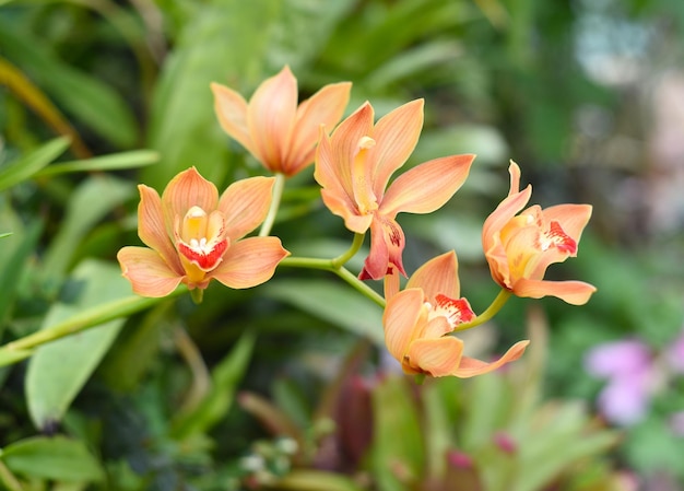 I fiori dell'orchidea di Cymbidium si chiudono su