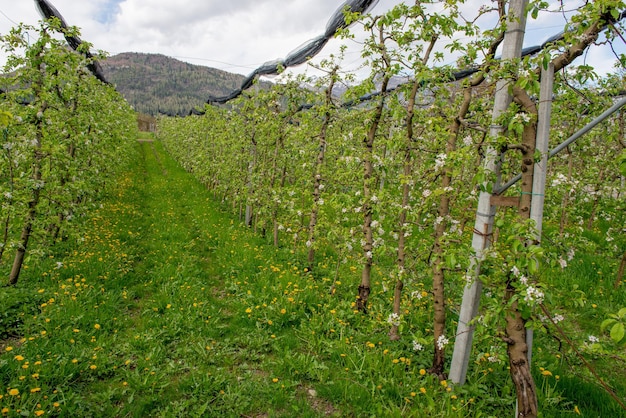 I fiori della mela