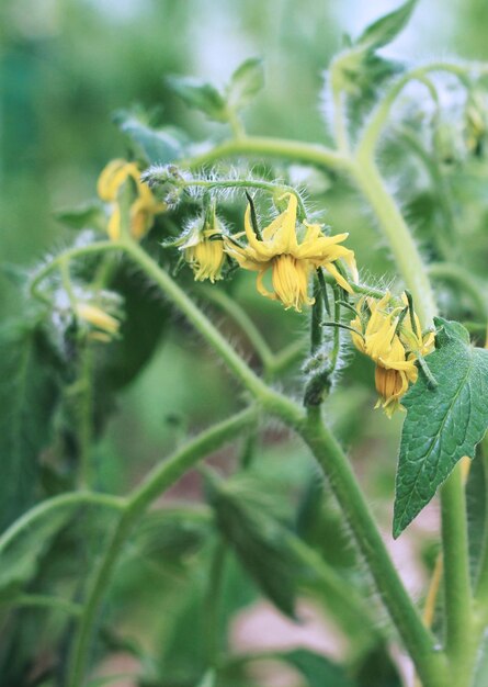 I fiori della piantina di pomodoro si chiudono sul fondo