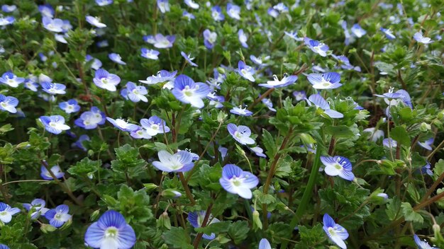 I fiori della primavera sbocciano