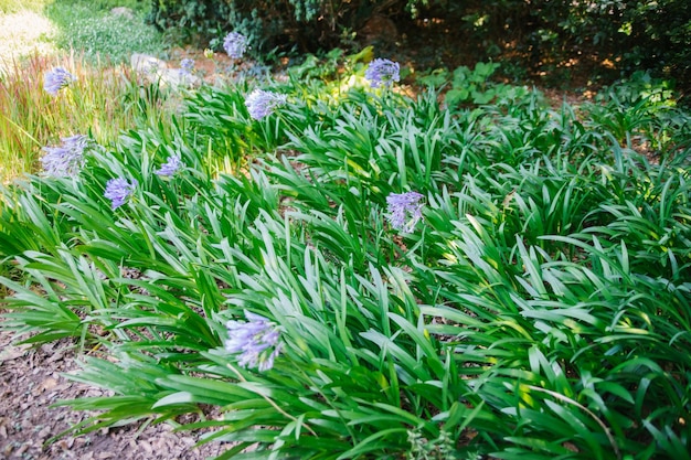 I fiori di agapanthus bianco blu crescono in fila in cespugli densiVerdure succose Bellissimi fiori nel parco o nel giardino