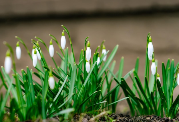 I fiori di bucaneve annunciano la primavera