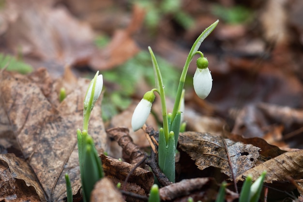 I fiori di bucaneve o bucaneve comuni (Galanthus nivalis) crescono tra il fogliame secco.