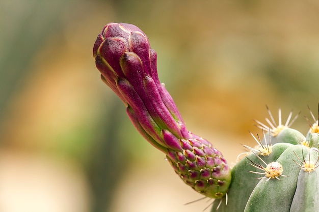 I fiori di cactus sono viola.