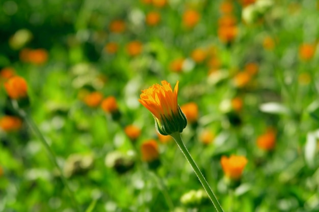 i fiori di calendula crescono in un prato fiorito