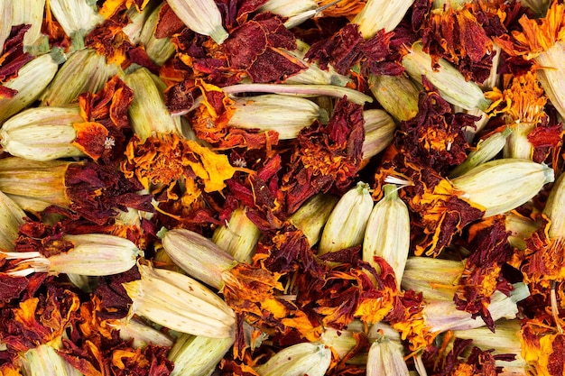 I fiori di calendula si stanno asciugando per l'uso di erbe medicinali tagetes