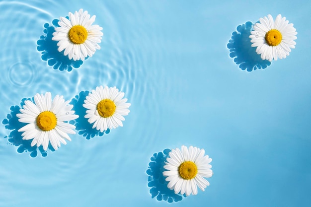 I fiori di camomilla sono macchie galleggianti da una goccia sull'acqua Vista dall'alto piatta