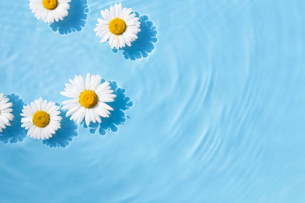 I fiori di camomilla sono macchie galleggianti da una goccia sull'acqua Vista dall'alto piatta