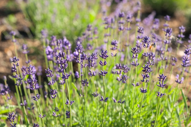 I fiori di campo di lavanda si chiudono su sfondo sfocato