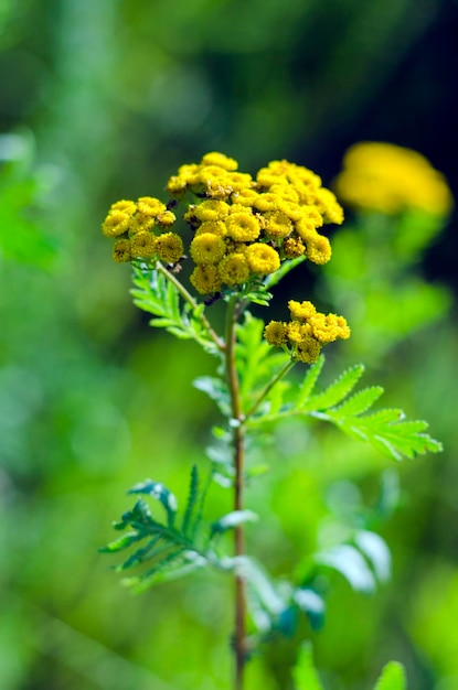 I fiori di campo gialli perenni di Lonas si chiudono su