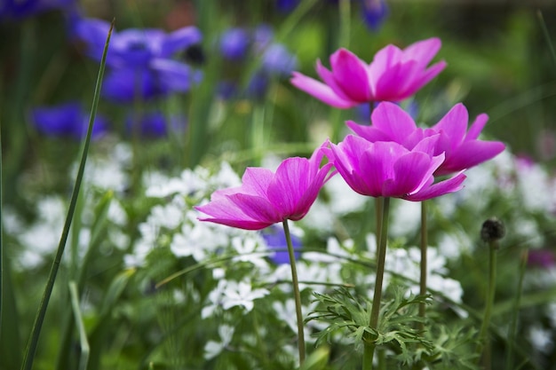 I fiori di campo sbocciano nel prato.