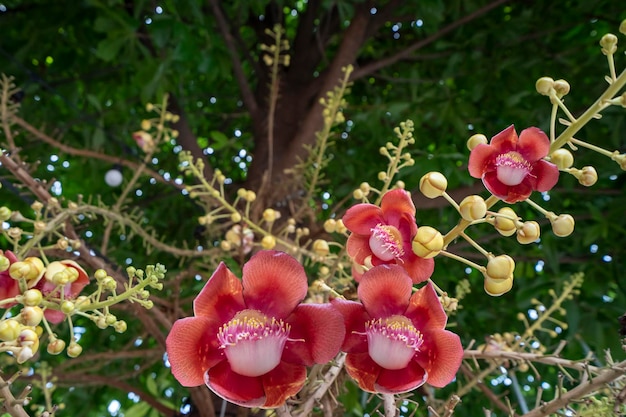 I fiori di Cannonball tree o Shorea robusta è originario dell'albero delle foreste pluviali