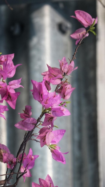 I fiori di carta o i bougenville con fiori rosa fioriscono splendidamente nel giardino