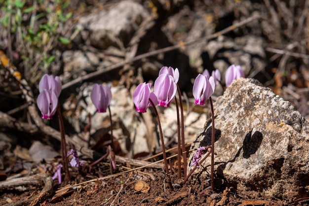 I fiori di ciclamino selvatico rosa sono sbocciati all'inizio dell'inverno in natura