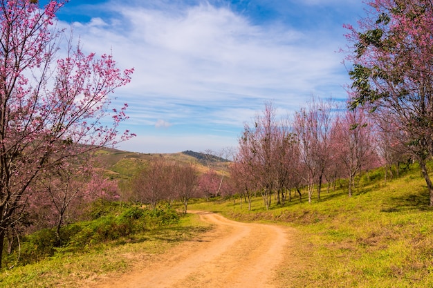 I fiori di ciliegia stanno fiorendo sulla montagna in Phu Lom Lo, la provincia di Phitsanulok, Tailandia.