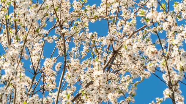 I fiori di ciliegio bianchi sbocciano in primavera